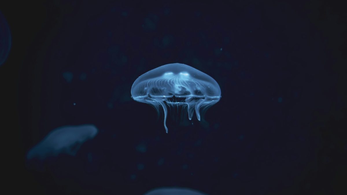 クラゲ